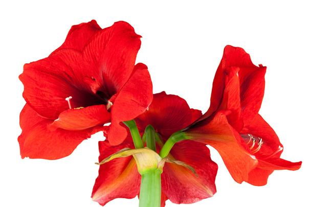 Red Amaryllis isolated - Photo, Image