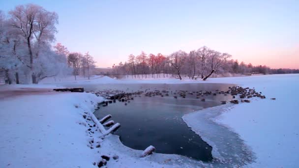 Reggeli téli táj a parkban a tó mellett. Fagyos reggel. Fák a hóban. Fehér ágak. Rózsaszín ég. Tó a parkban. Természet. Tájkép. Oroszország. - Felvétel, videó