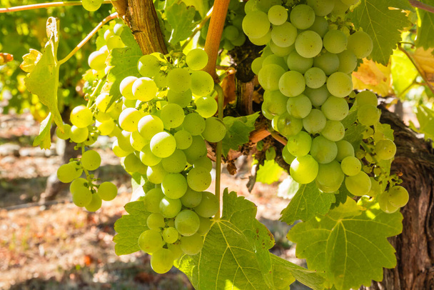 gros plan de grappes mûres de raisins Pinot Gris suspendues à la vigne dans le vignoble au moment de la récolte - Photo, image
