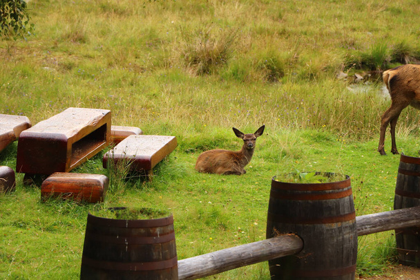 İskoçya 'da Kartal Beyni etrafında geyik - Fotoğraf, Görsel