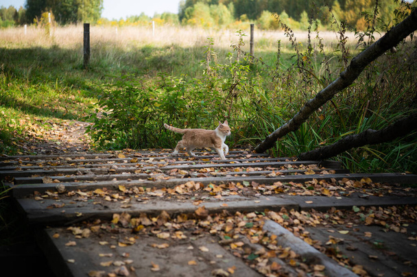 Zvědavé zrzavé kotě prozkoumávající okolí na dřevěném mostě, pokrytém listím - Fotografie, Obrázek