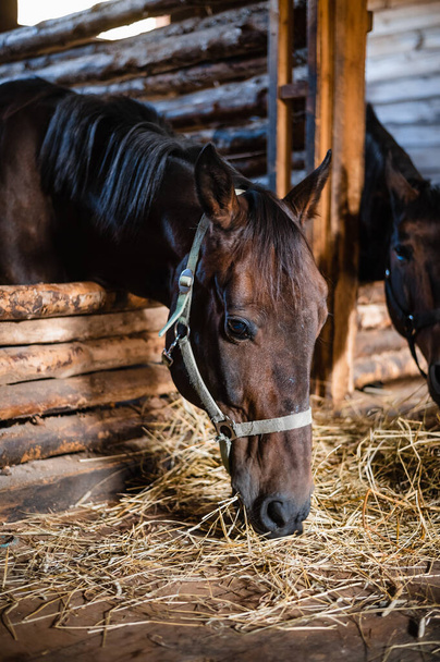 Retrato de close-up de um cavalo jovem em uma barraca de madeira - Foto, Imagem