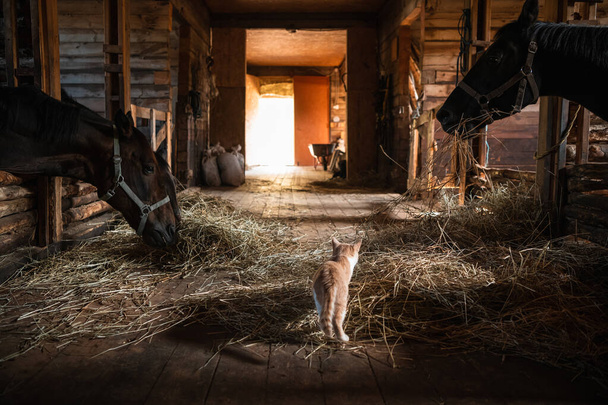 Um animal de estimação dos proprietários do estábulo, um gato de gengibre, anda ao redor do estábulo com cavalos - Foto, Imagem