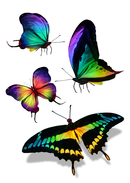 Farfalle - Foto, immagini