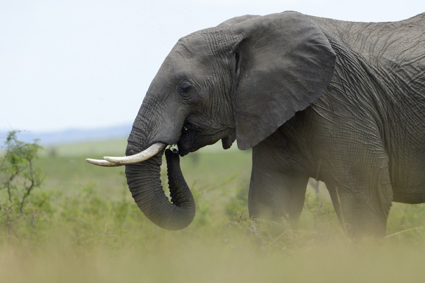 Afrikanischer Elefant (loxodonta africana)) - Foto, Bild