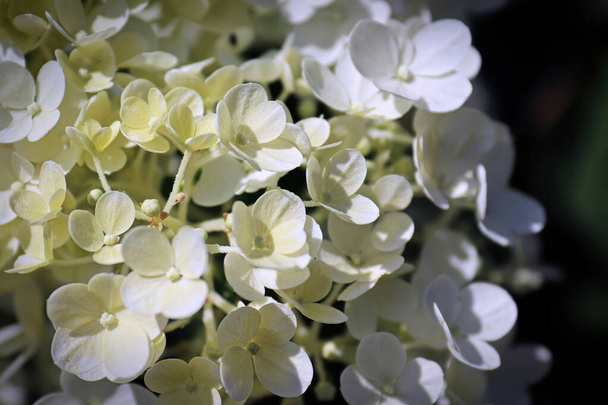 Um fundo de hortênsia branca floresce em flor - Foto, Imagem
