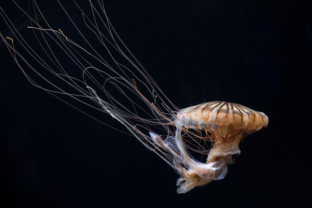 медузы - Фото, изображение