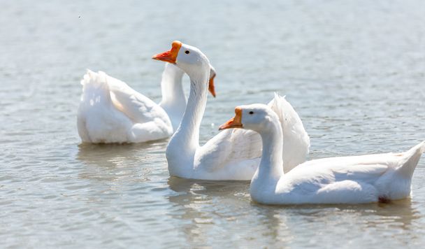 λευκό gooses, κολύμπι στον ποταμό - Φωτογραφία, εικόνα