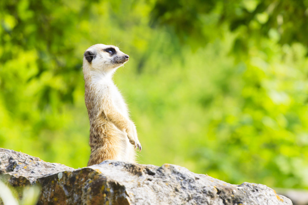 suricate - meercat фото - Фото, зображення
