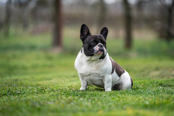 belo bulldog francês sentado na grama - Foto, Imagem
