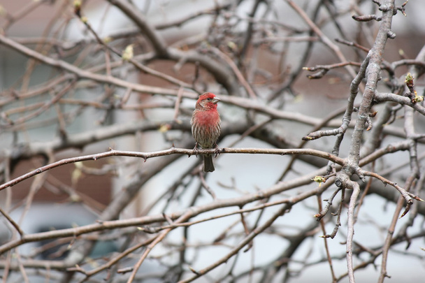 House Finch (Carpodacus mexicanus) on Tree Branch - Photo, Image