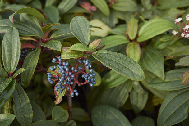 Viburnum davidi低木の青い果実と白い花 - 写真・画像