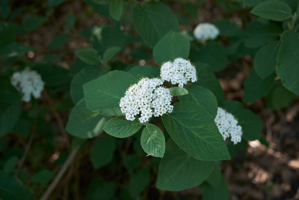 weißer Blütenstand von Viburnum lantana  - Foto, Bild