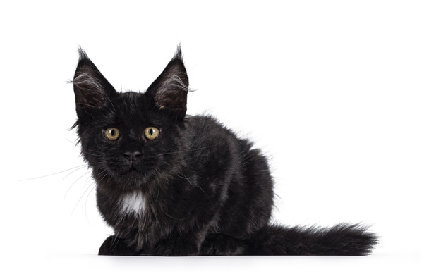Roztomilý černý Maine Mýval kočka kotě s bílou skvrnou, ležící boční cesty. Dívám se na kameru. Izolováno na bílém pozadí. - Fotografie, Obrázek
