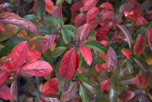 colorful  foliage of Viburnum odoratissimum shrub - Photo, Image