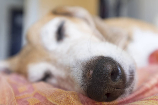Κοντινό πλάνο της μύτης του Μπιγκλ, ύπνος στο κρεβάτι, επιλεκτική εστίαση - Φωτογραφία, εικόνα