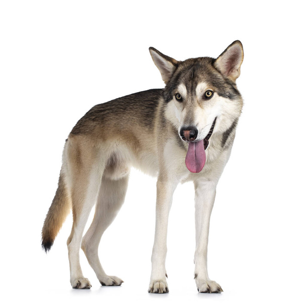 Jóképű, fajtiszta tamaszkai farkas kutya, oldalt áll. Világossárga szemű kamera mellett. Elszigetelve, fehér háttérrel. Száj nyitva, nyelv nyitva, fej lent.. - Fotó, kép