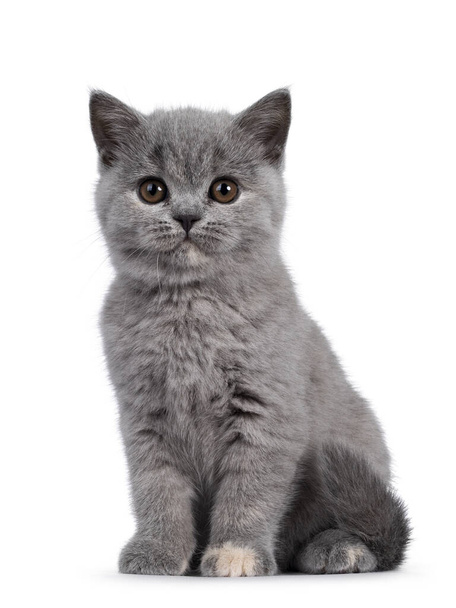 Adorable chaton chat British Shorthair tortie bleue, assis face à l'avant. Regardant vers la caméra avec des yeux ronds bruns. Isolé sur fond blanc. - Photo, image
