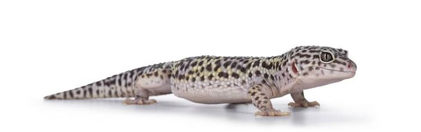 Adulto Mack neve leopardo gecko aka Eublepharis macularius, de pé caminhos laterais. Isolado sobre fundo branco. - Foto, Imagem