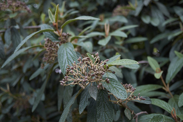 fruits frais de Viburnum rhytidophyllum arbuste - Photo, image