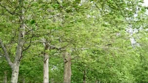 fırtınalı rüzgarda ağaçlar - Video, Çekim