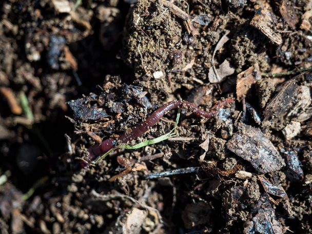 Земляной червь на плодородной плодородной почве с измельченной древесиной - Фото, изображение