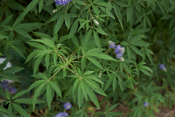 Vitex agnus-castus shrub in bloom - Photo, Image
