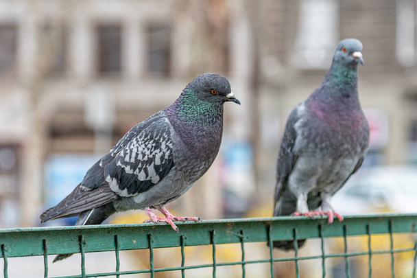 Pigeon on a Metal Fence in the Public Park. Focus di Piccione aggrapparsi su Ferro ferroviario nel parco con sfondo della città - Foto, immagini