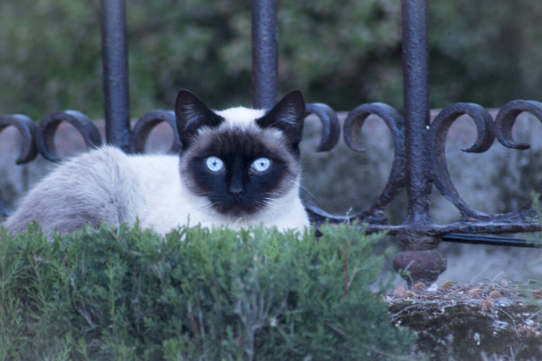 Gato siamés con ojos azules tendido en la calle. No hay gente - Foto, Imagen