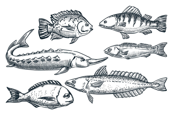 海の魚、白の背景に隔離された設定します。手描きスケッチベクトルイラスト。水産物市場のフードデザイン要素。チョウザメ、ドラダ、ハケ、イワシの落書き - ベクター画像