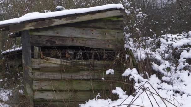 Παλιό ετοιμόρροπο ξύλινο υπόστεγο στη χειμερινή σκηνή μετά από χιονόπτωση - Πλάνα, βίντεο