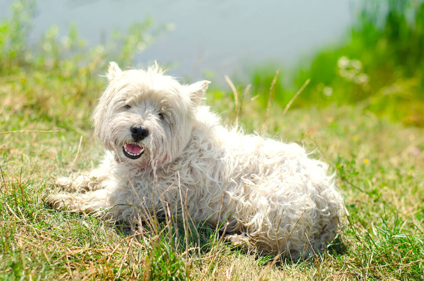 West Highland biały terrier na trawie - Zdjęcie, obraz