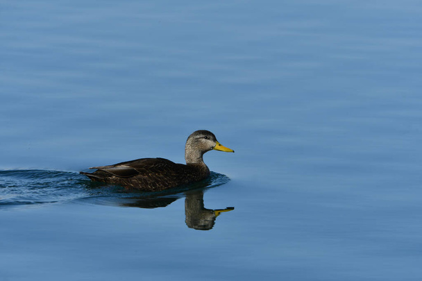 Pato Negro Americano nadando en un lago tranquilo - Foto, Imagen