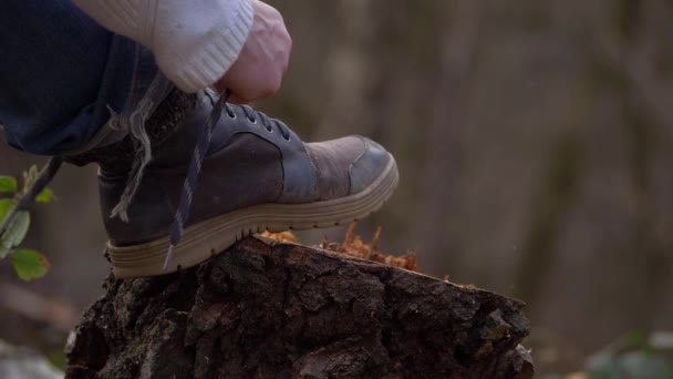 Πεζοπόρος δένει κορδόνια σε ένα φρεσκοκομμένο κορμό στο δάσος - Πλάνα, βίντεο