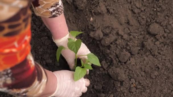 手袋をはめた庭師が空気中にコショウの苗を植えます。農家は地面に手で緑の苗を植えます。環境に優しい農業の概念。プランテーションに春に苗を植える. - 映像、動画