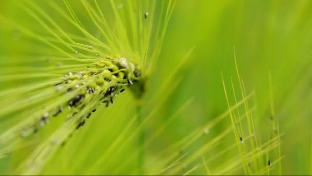 Ameisen auf Steinschmätzer (Makro)) - Filmmaterial, Video