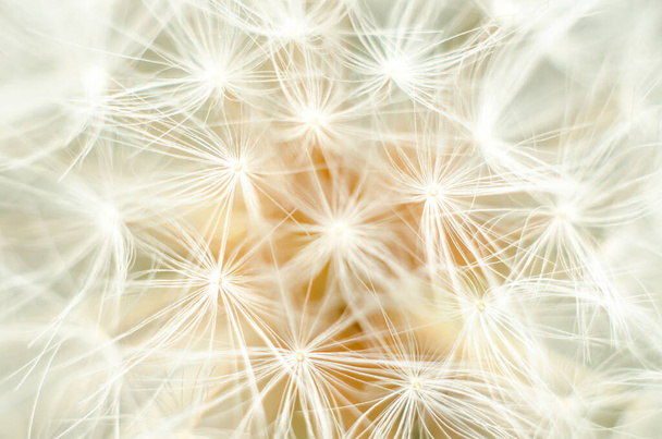 dandelion macro as a soft background - Photo, Image