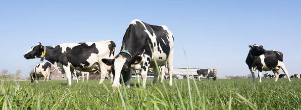 vacas manchadas blancas y negras en prado verde cerca de la granja en la provincia holandesa de Zelanda bajo el cielo azul en primavera - Foto, Imagen