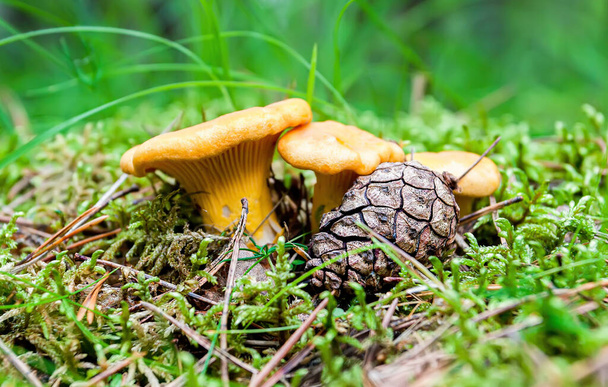 Chanterelle mushrooms growing among green grass in summer forest - Photo, Image