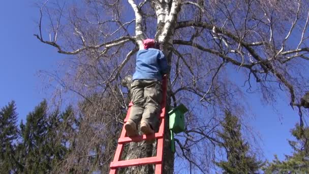 Gardener hammering new bird house nesting-box on birch in spring - Footage, Video