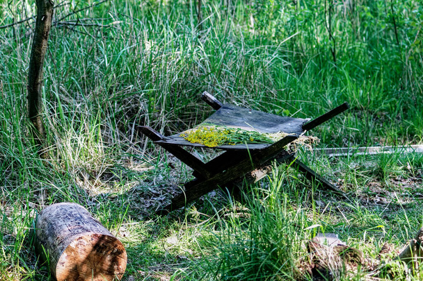drewniany stół domowej roboty w lesie, wiosna - Zdjęcie, obraz
