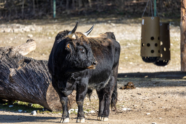 Трав'яниста рогата худоба, Bos primigenius taurus, стверджувала, що схожа на вимерлих чагарників. У німецькому парку - Фото, зображення