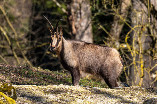 Apennine chamois, Rupicapra pyrenaica ornata, is living in the Abruzzo-Lazio-Molise National Park in Italy and the Pyrenees in Spain - Photo, Image