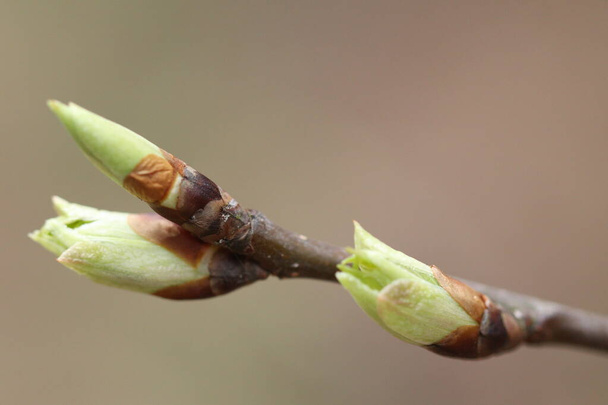 Blossoming buds by a tree in spring in the forest.  - Photo, Image