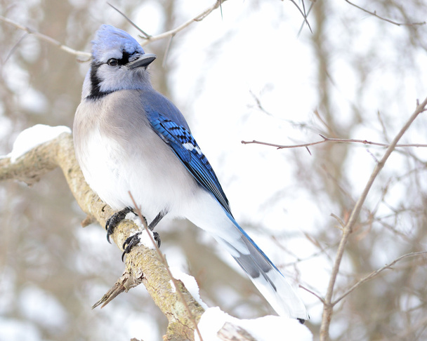 A blue jay perched on a tree branch. - Photo, Image
