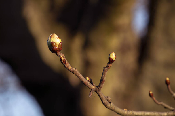 Blattknospe des Frühlingsbaumes. Nahaufnahme frischer neuer Blattknospen im Frühling. - Foto, Bild