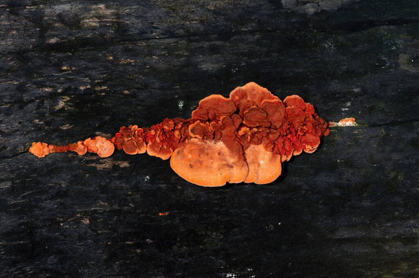 Fomitopsidaceae, растущие на мертвом стволе дерева, представляют собой семейство грибов в порядке Polyporales - Фото, изображение