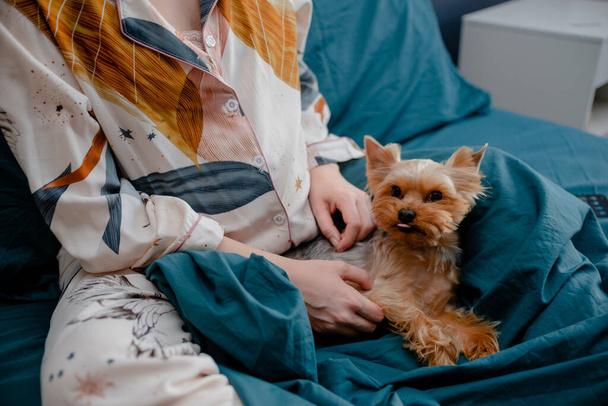 Pregnant female petting york dog. Womand and a dog laying in bed. Taking care concept. Top horizontal view copyspace - Foto, Imagen