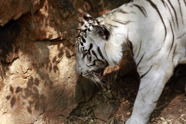 Tigre blanco
 - Foto, Imagen