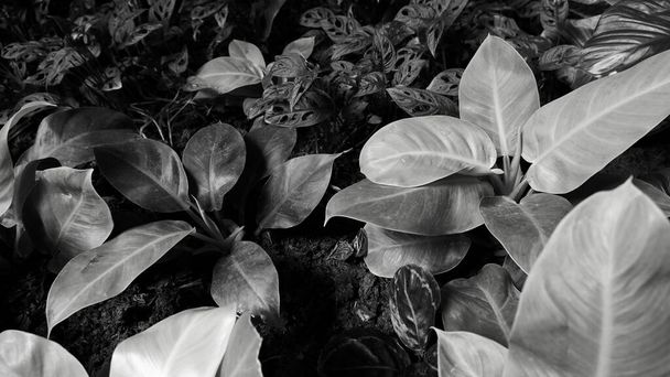 Photo en noir et blanc de plusieurs nuances de grandes feuilles à l'extérieur - Photo, image